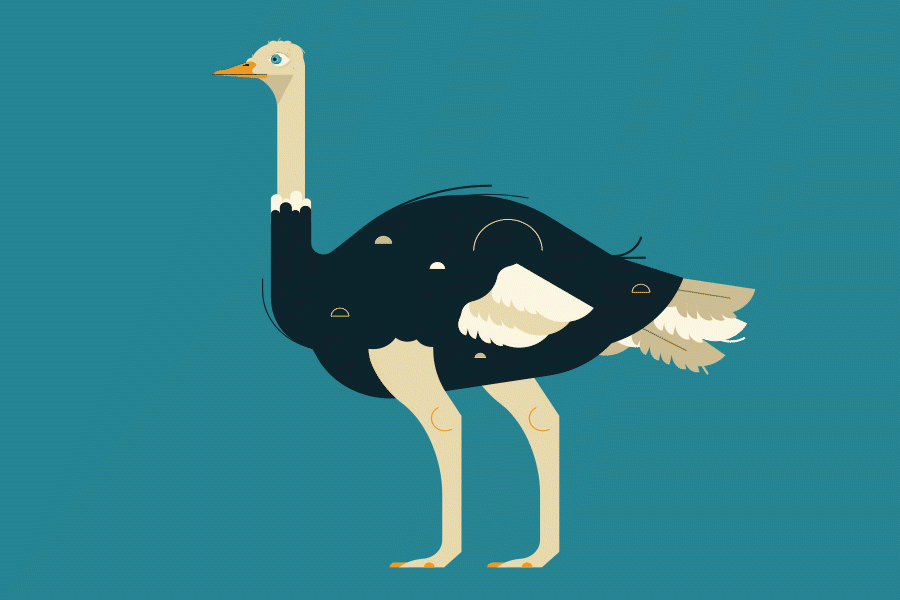 Ostrich illustration