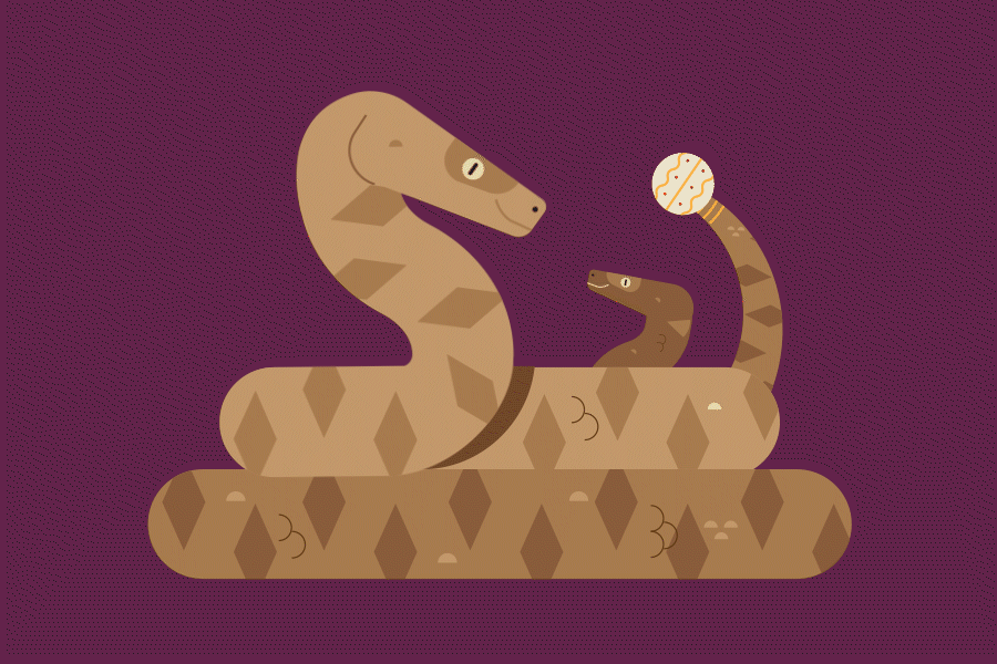 Rattle snake illustration