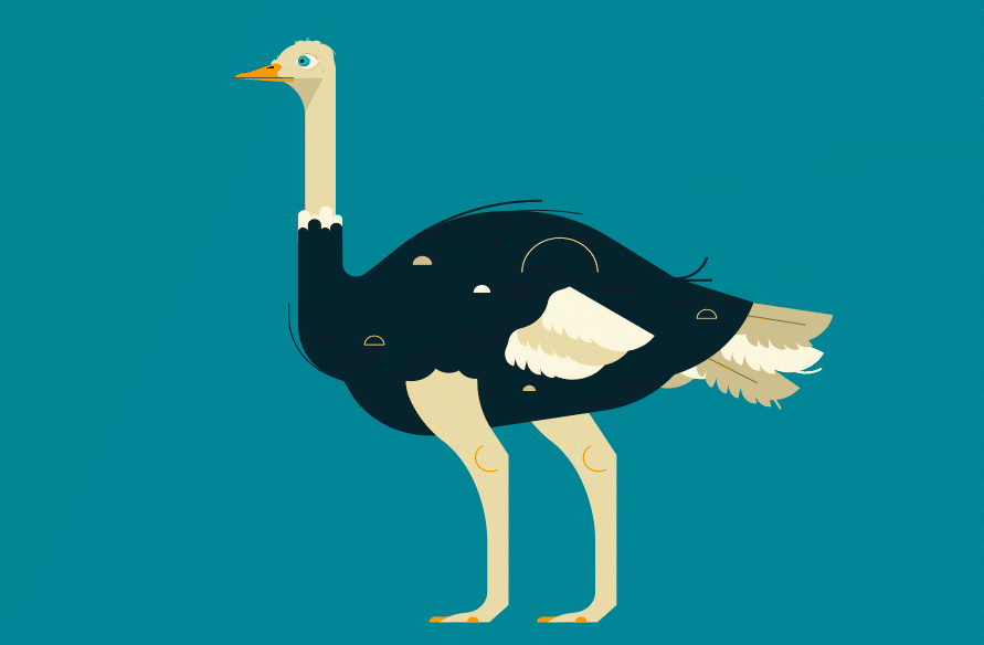 Ostrich illustration