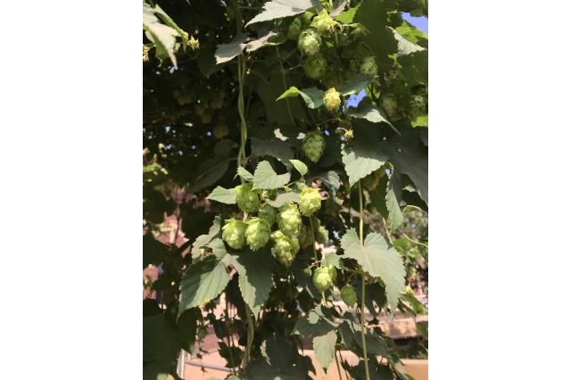 Hops growing on the vine