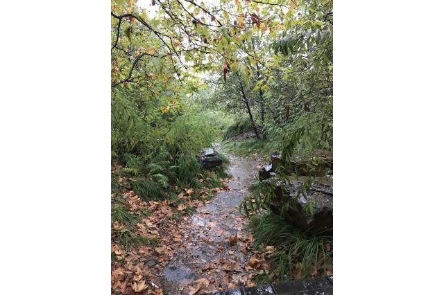 Creek view