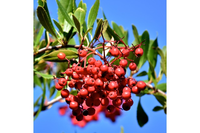 Toyon berries close up