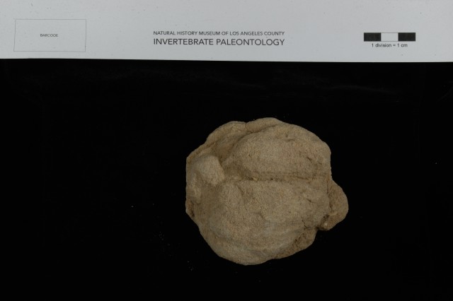 Sandstone Concretion 