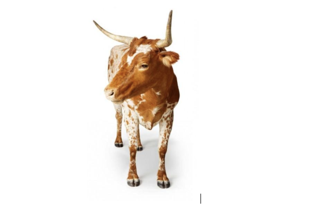Taxidermied cow 