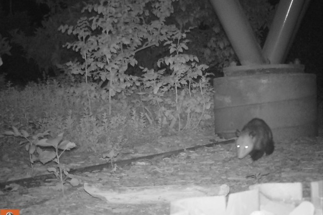 A possum in NHM&#039;s Nature Gardens at night