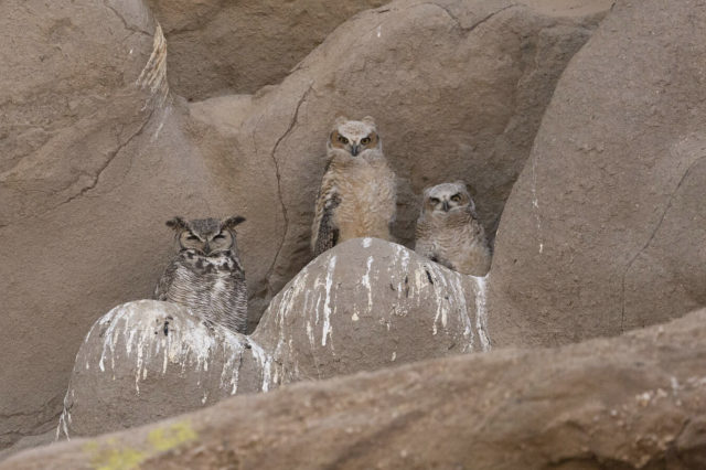 Great Horned Owl (Bubo virginianus), on a cliff nest with older chicks.