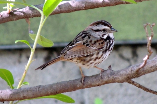 A song sparrow at NHM Nature Gardens