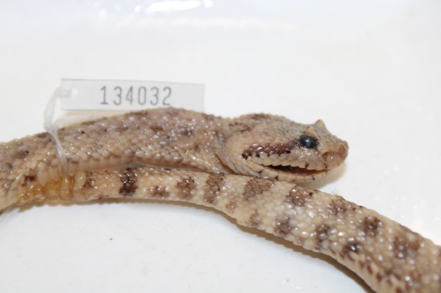 Sidewinder (Crotalus cerastes)