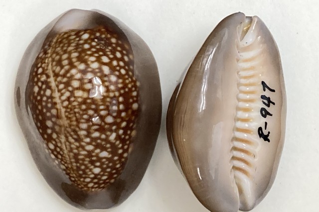 Hawaiian Snakehead Cowrie 