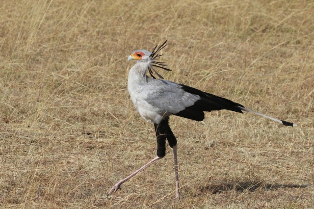 Secretary bird iNaturalist