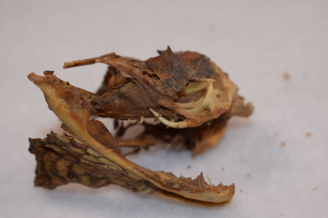 Mummified western diamondback rattlesnake (Crotalus atrox)