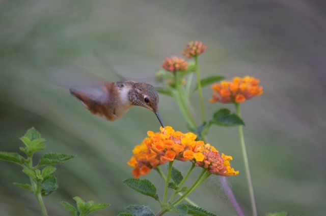 A hummingbird feeding on Lantana