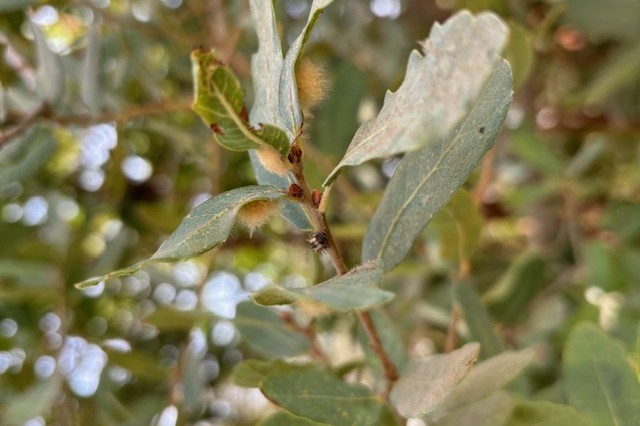 Wooly oak galls on Englemann oak
