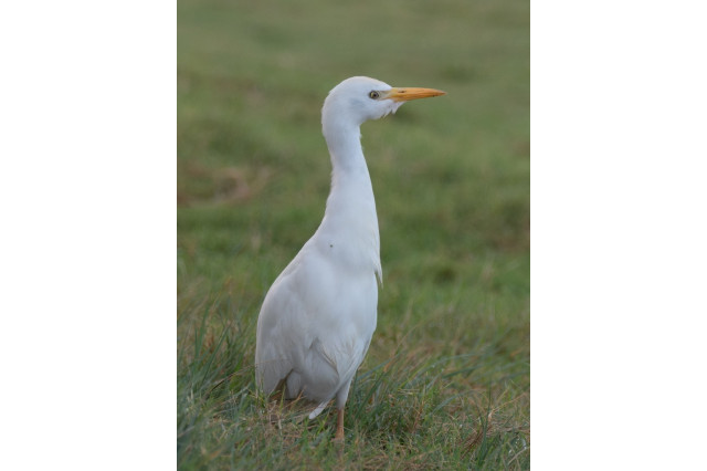 photo of a medium white bird with a sharp yellow beak in a green field of grass.