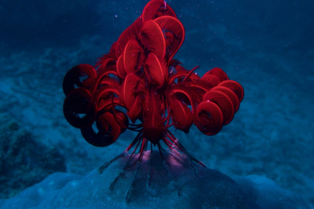 A bright, crimson-red featherstar is perched atop a rounded, blue-toned coral reef.