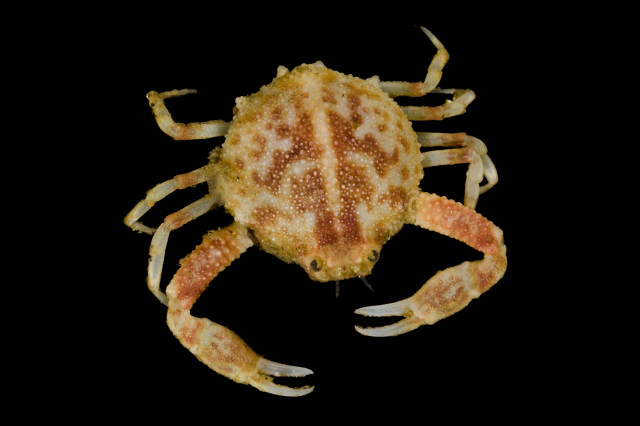 Animalia: Arthropoda: Crustacea: Malacostraca: Decapoda: Leucosiidae: Randallia: Randallia ornata
