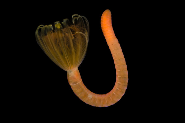 marine worm, in the genus Myxicola