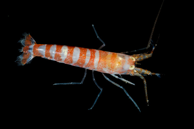  alpheid shrimp