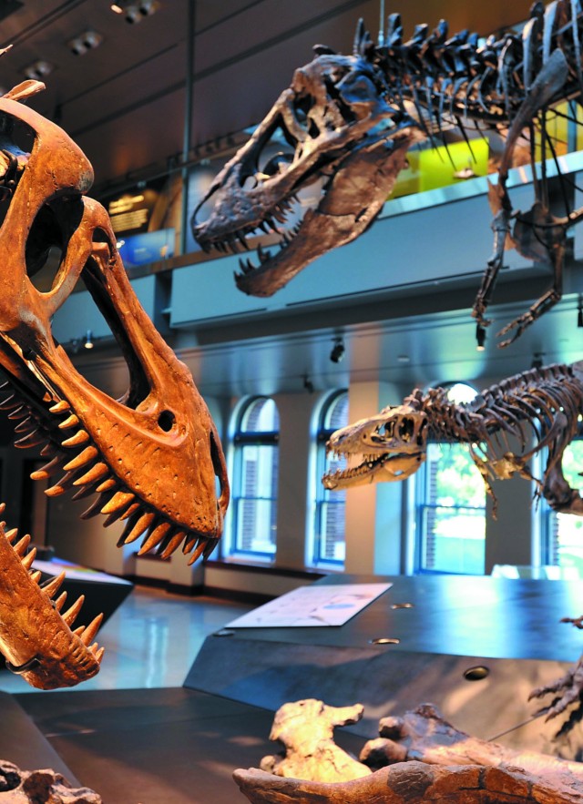 Photograph of the Dino Hall exhibit