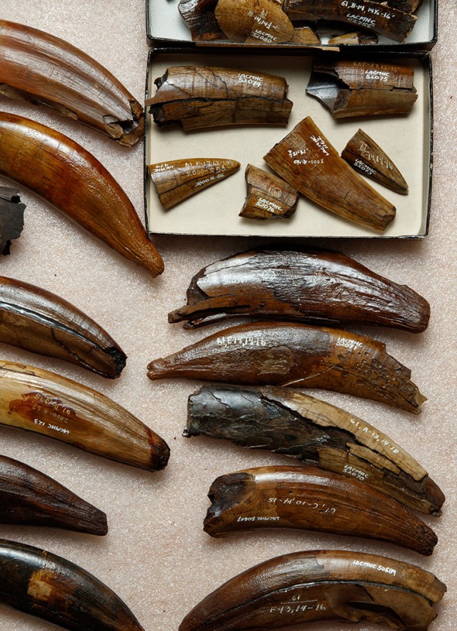 Photo of saber tooth cat teeth in the fossil lab