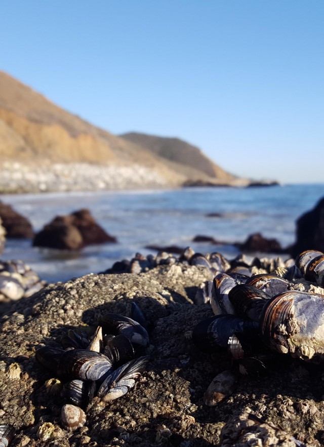 southern california coast image