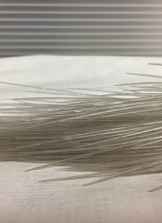 A close-up view of the glass rope sponge’s delicate silica spindles.