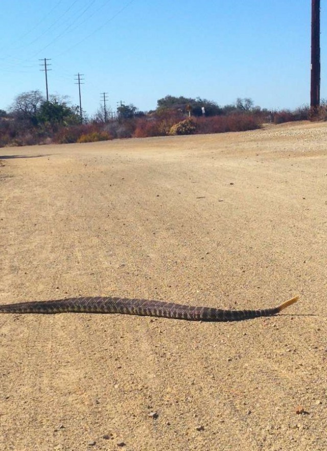 image Rattlesnake sliding across desert road in california 