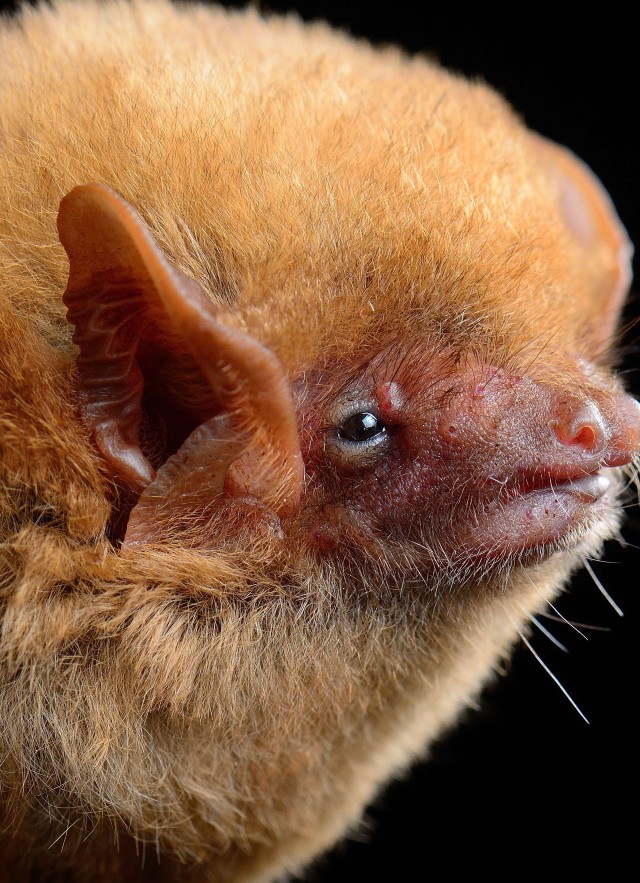 Western yellow bat (Lasiurus xanthinus)