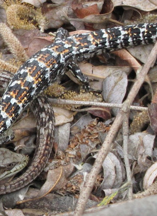 Alligator lizard courtship