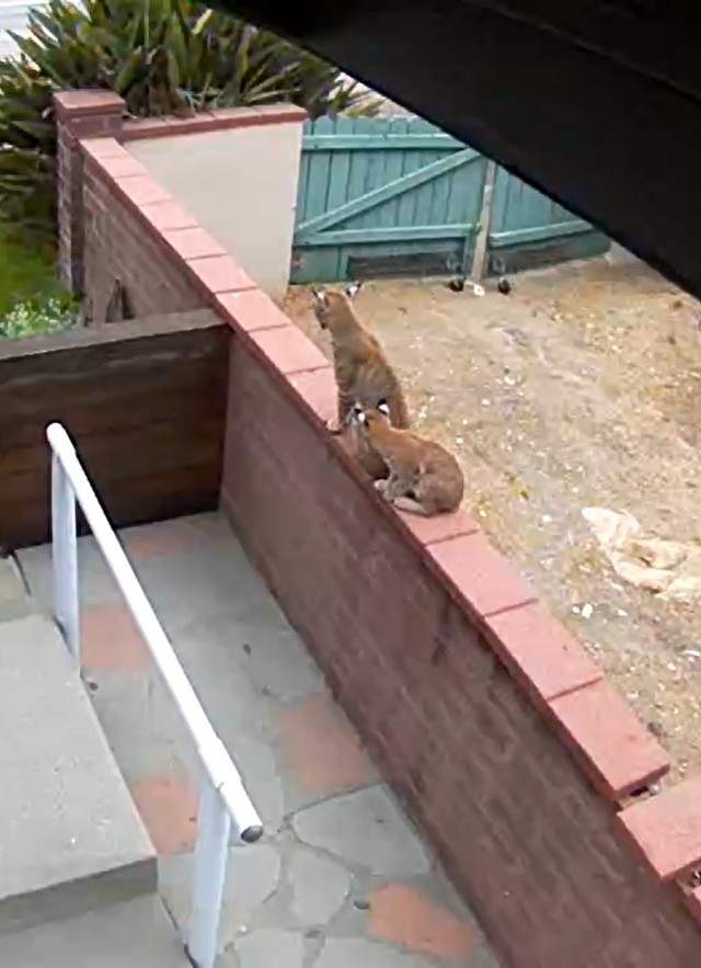 Family of three bobcats in a side yard of a neighborhood in Altadena, CA.