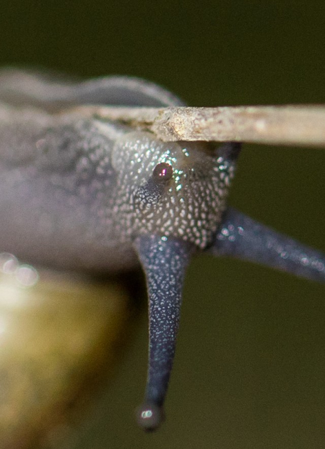 snail, macro, zoom, inverse
