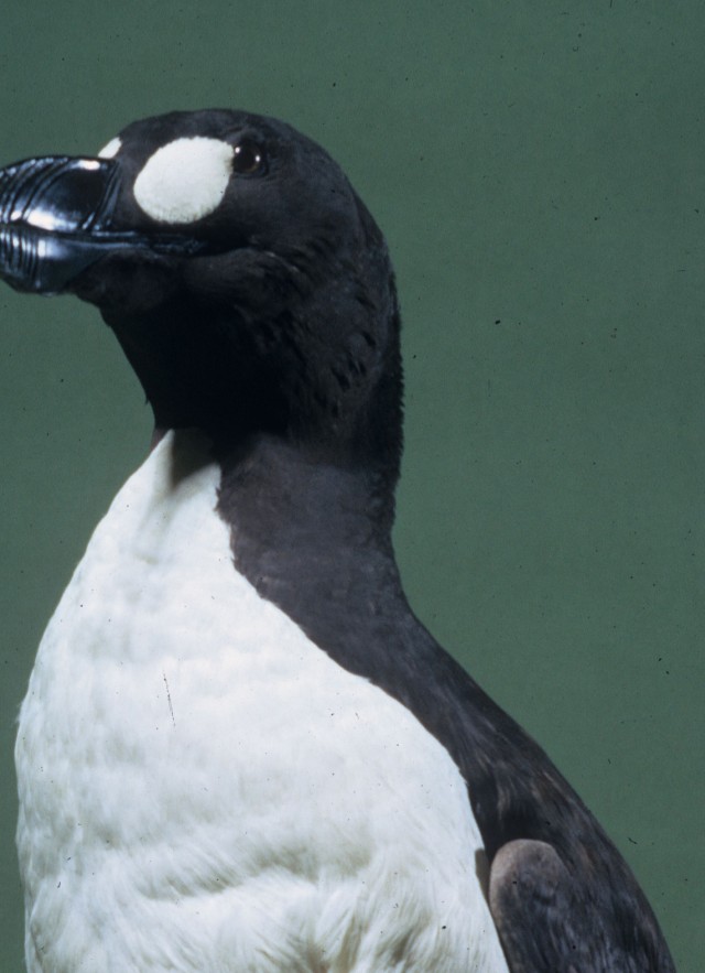 Great Auk in NHM&#039;s collections