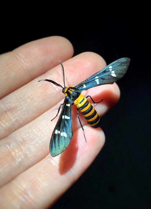 Yellow-banded wasp moth (Syntomeida ipomoeae).