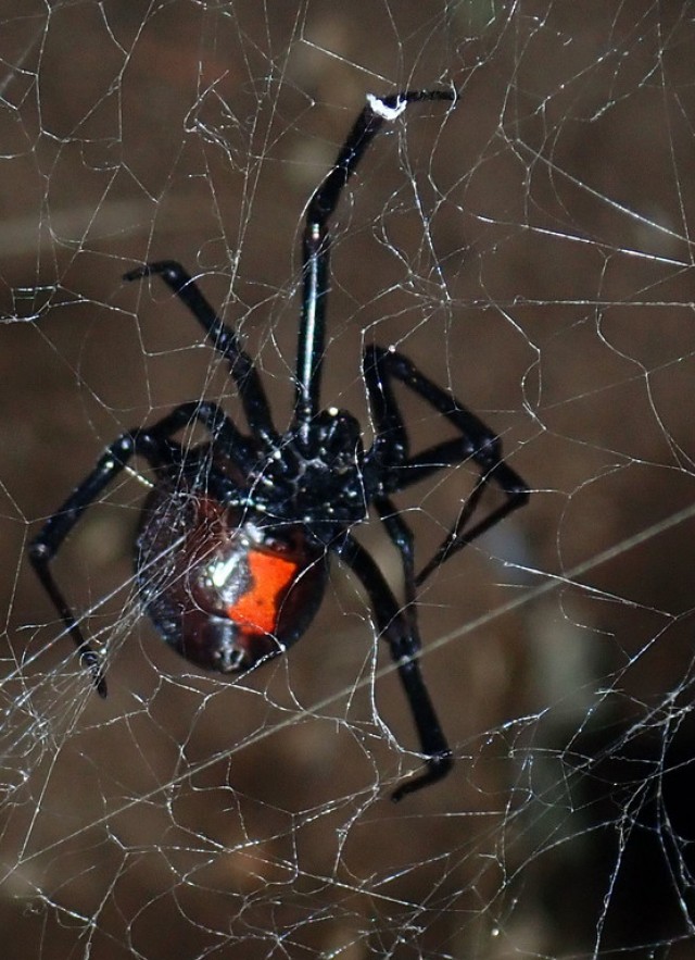 Western Black Widow