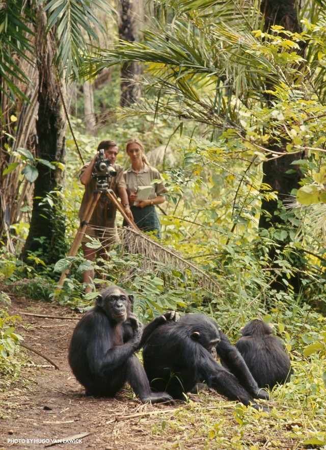 07_jane_goodall_616406_cc41s_credit_hugo_van_lawick_national_geographic