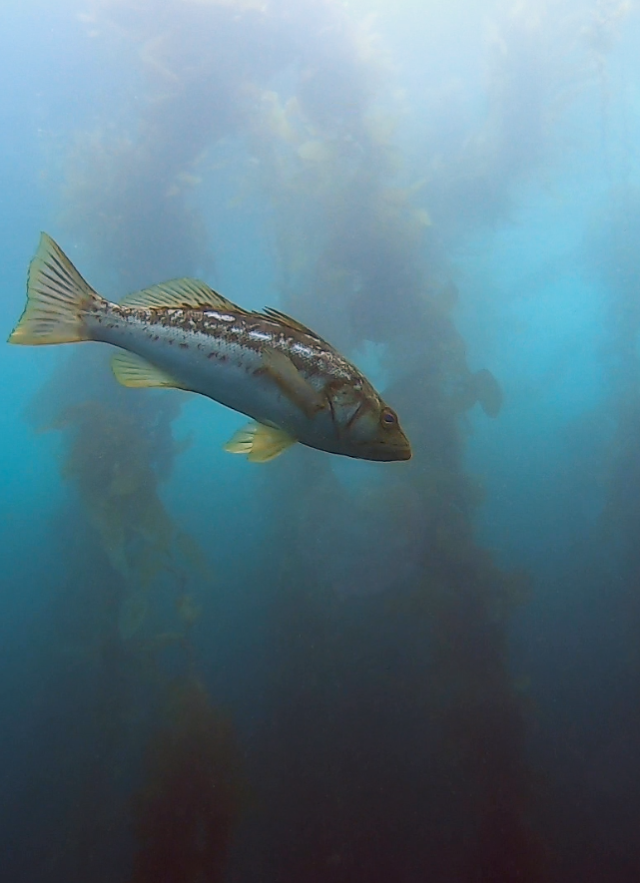 Kelp Bass