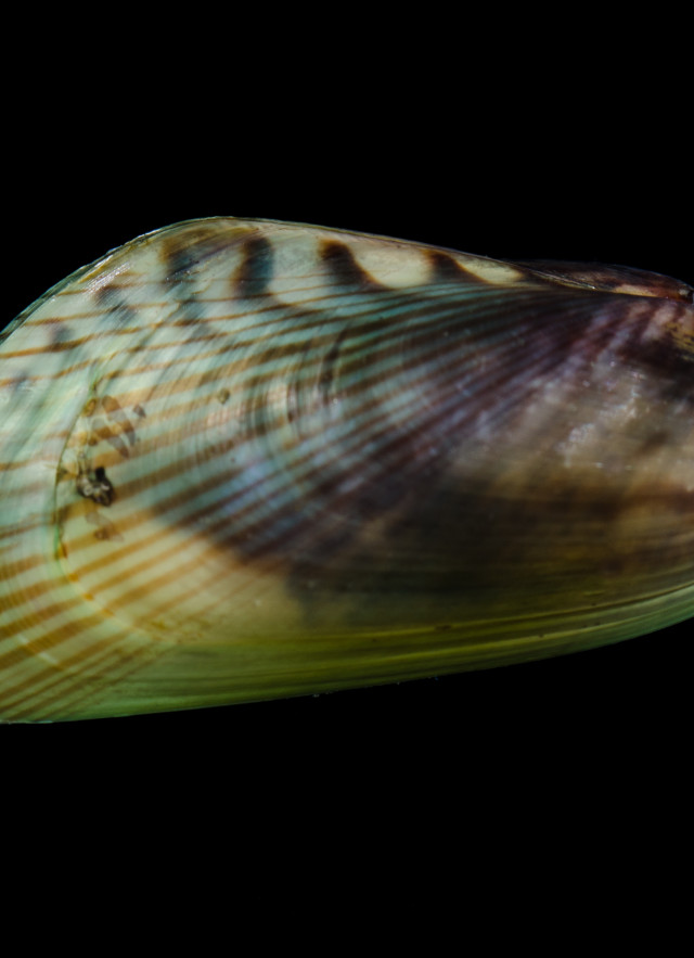 Animalia: Mollusca: Bivalvia: Mytilida: Mytilidae: Arcuatula: Arcuatula senhousia