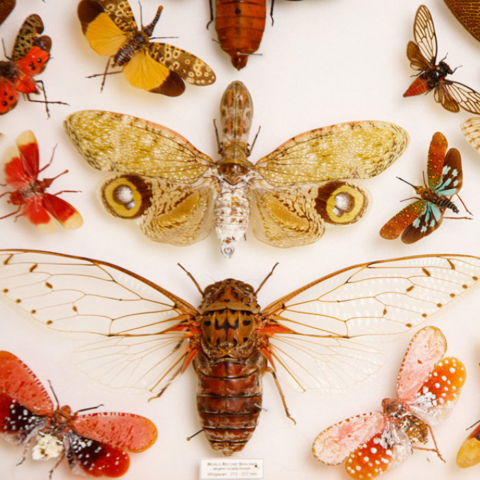 Photograph of Butterfly specimens in the NHM collection
