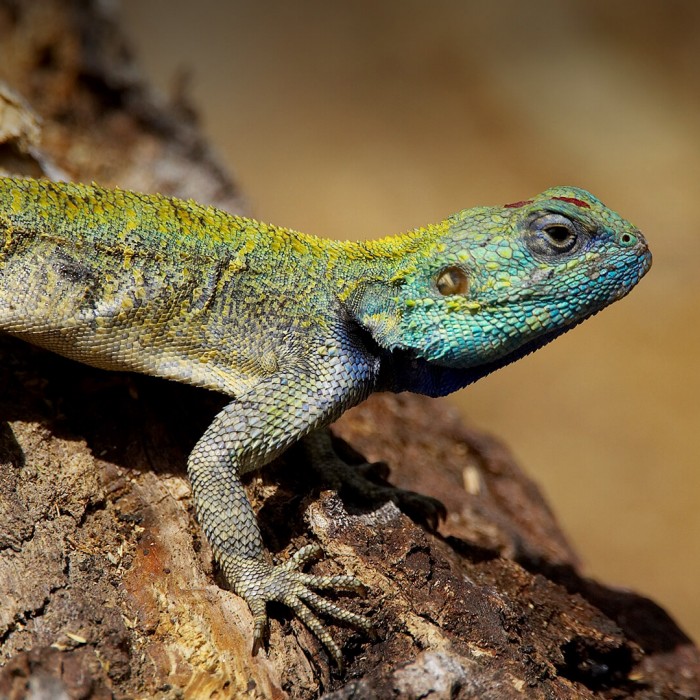 Placeholder photo of a lizard