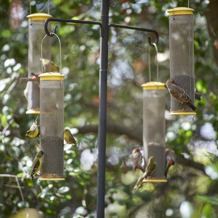 A group of birds make use of the feeds at the Museum&#039;s bird watching platform
