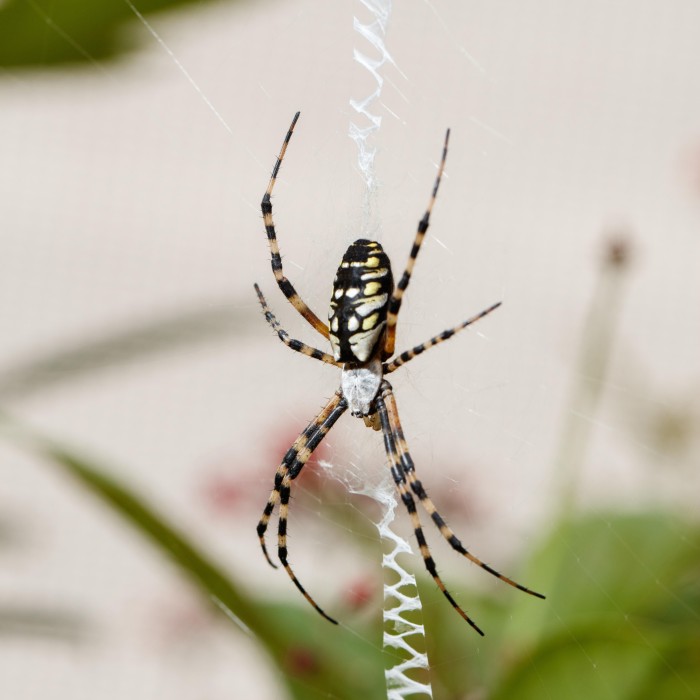 spider on web in spider pavilion