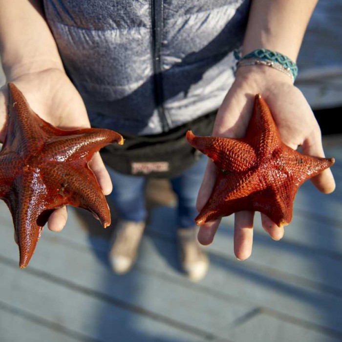 bat stars, starfish 