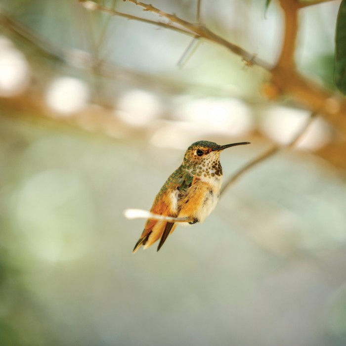 hummingbird nature gardens NHM