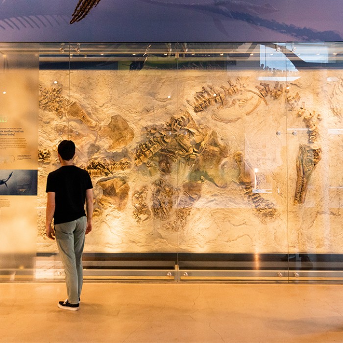 Visitors viewing an installation of a pregnant plesiosaur in the Dinosaur Hall