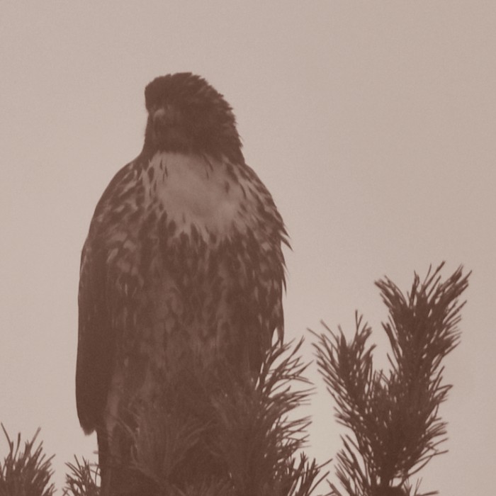 a red-tailed hawk perched on a tree amid wildfire smoke haze