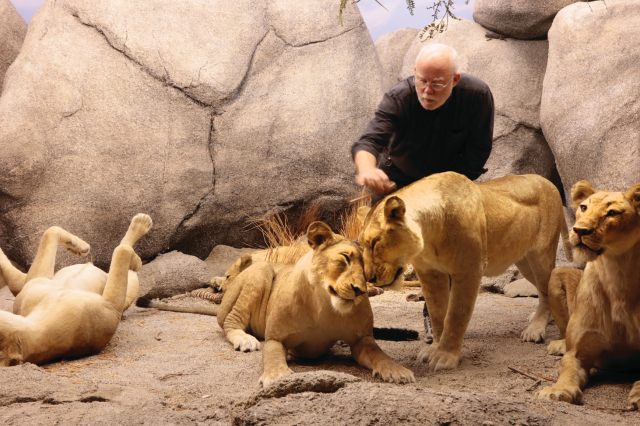 NHMLA taxidermist Tim Bovard with a pair of lionesses nuzzling in the African Mammal Hall.