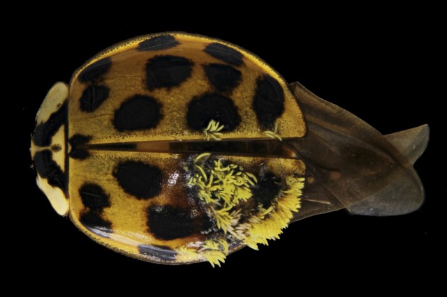 Laboulbeniales fungus on ladybug