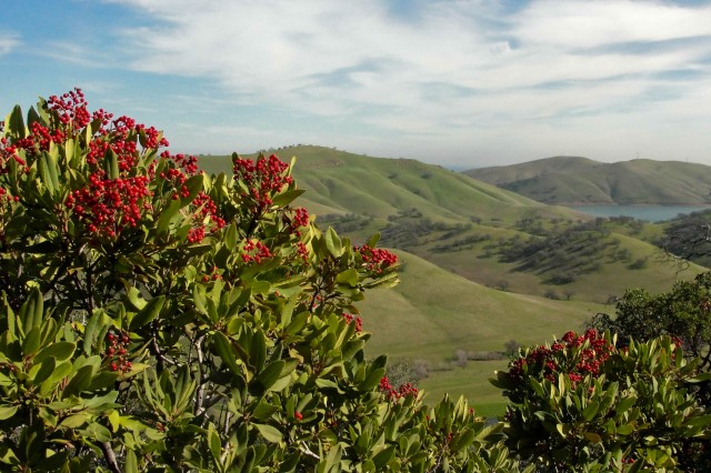 Toyon on Los Vaqueros Watershed Miwok Trail