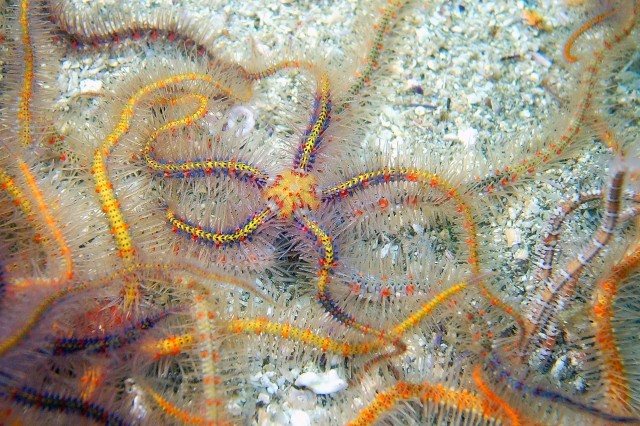 sea stars echinoderms marine biodiversity research and collections