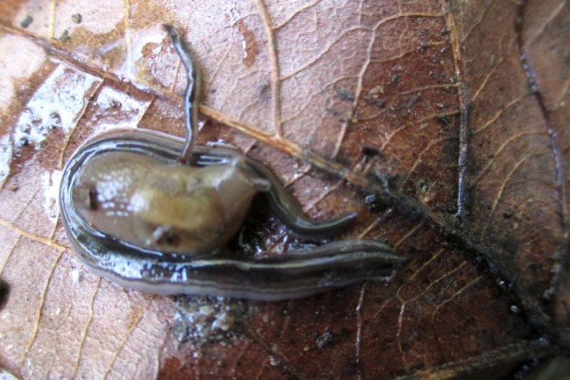 Ambigolimax slug nestled between two land planarians